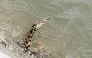 snake-water