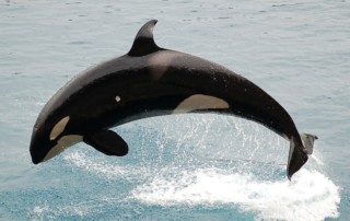 orca-killer-whale