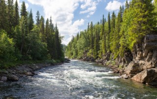 river-trees