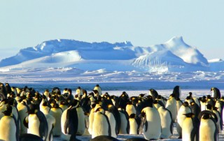 emperor-penguins-antarctica
