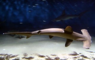 3 Extremely Endangered Marine Species