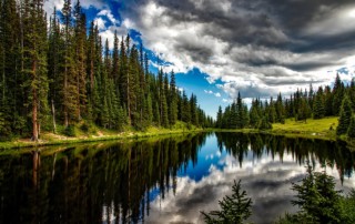 lake-irene-trees