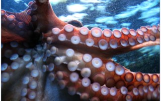 octopus-250101_1280