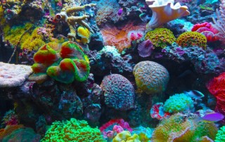 coral-reef-sea