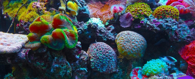coral-reef-sea