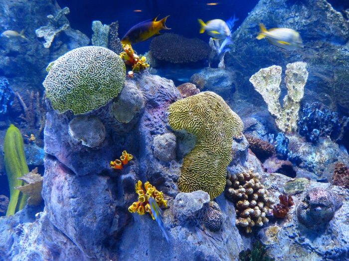 coralreefsponges