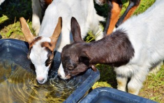 goat-drinking-water