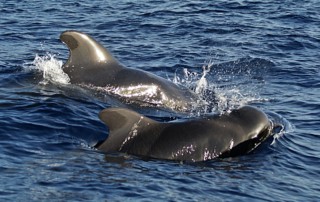 pilot-whales