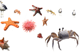 sea-animals