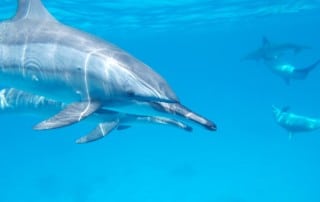 dolphin-mammal