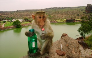 monkey-india
