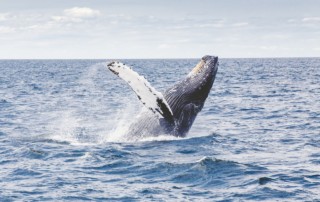 humpback-whale-sea