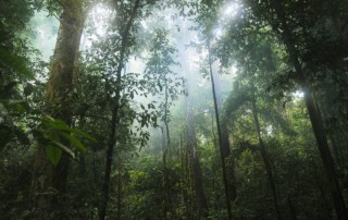 rainforest