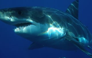 great-white-shark