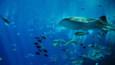 Are Whale Sharks Going Extinct?
